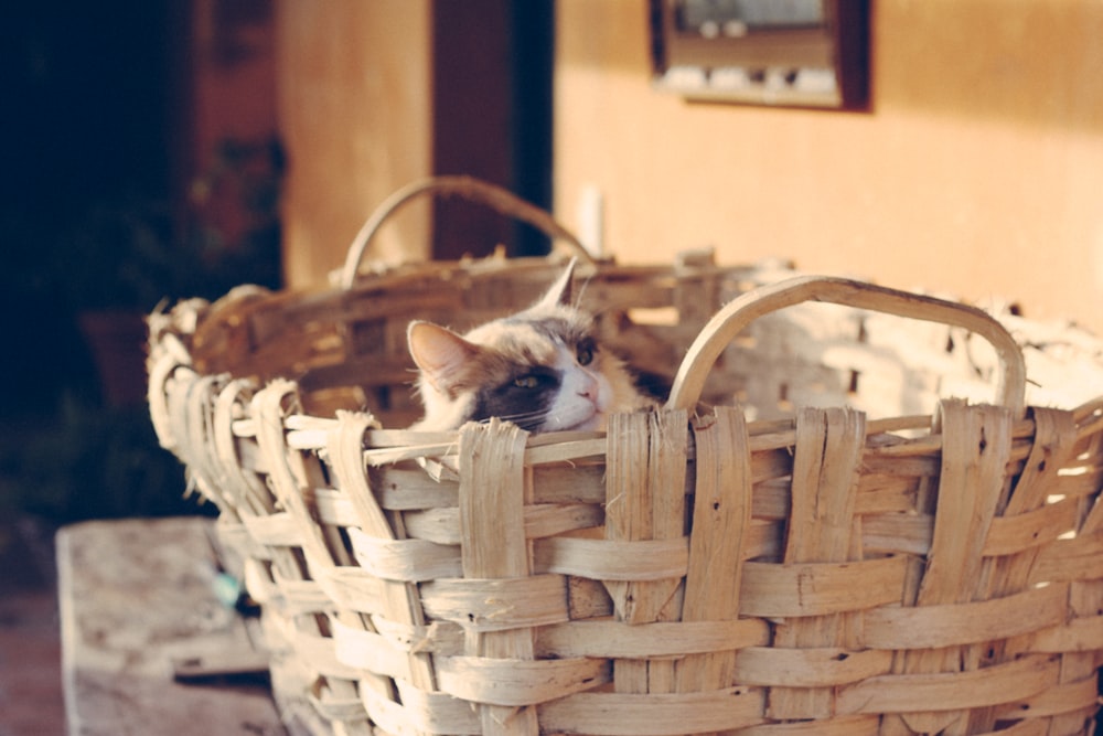 kitten in work wicker basket