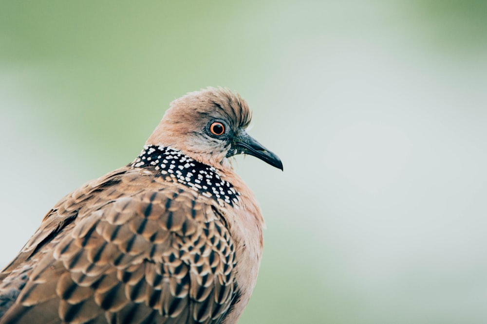 selective focus of brown bird