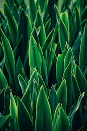 green snake plants