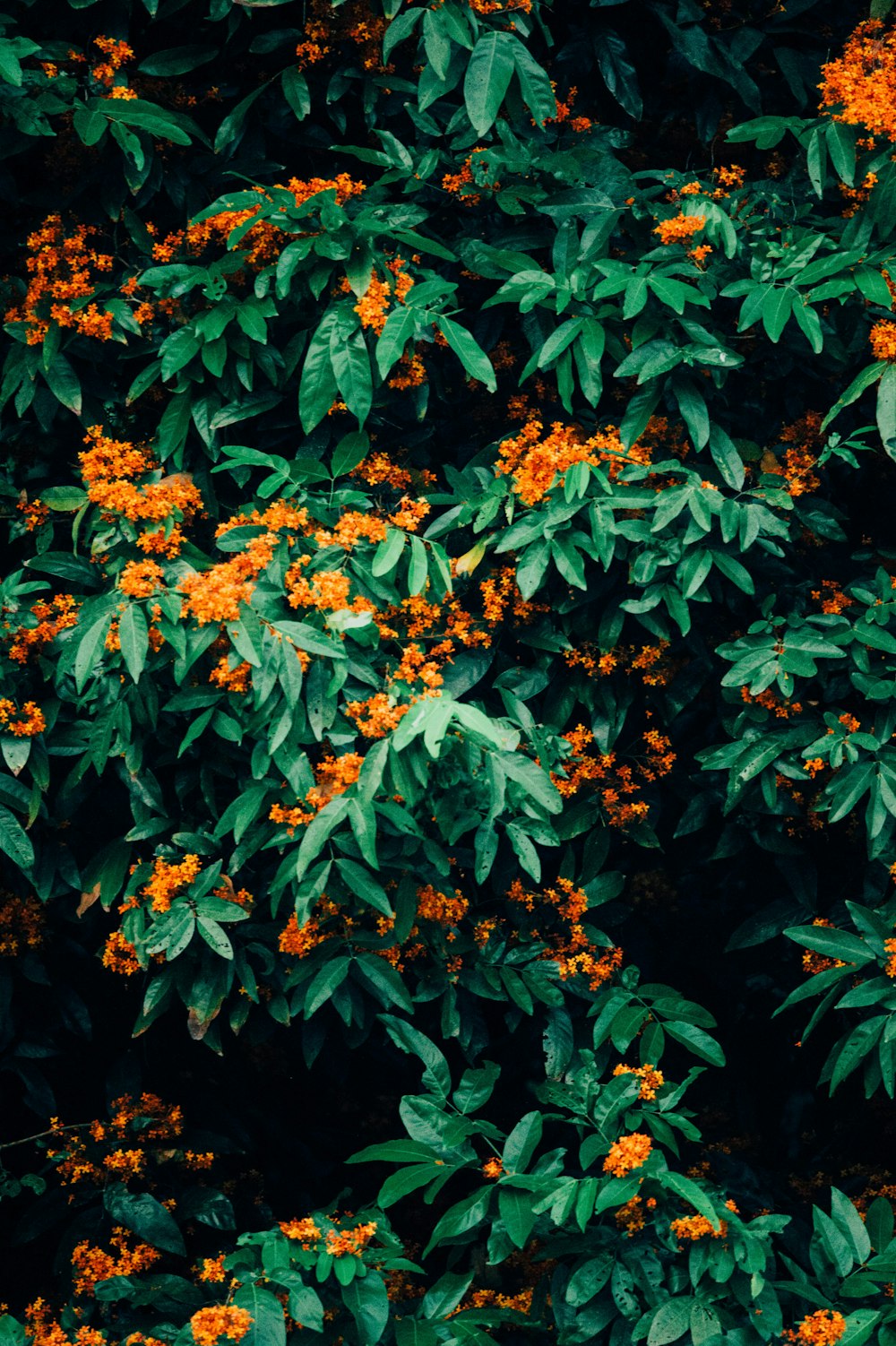 flor de pétala laranja