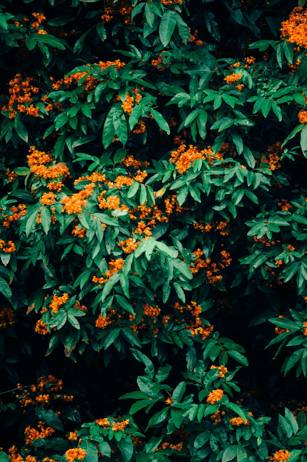 flor de pétalos de naranja