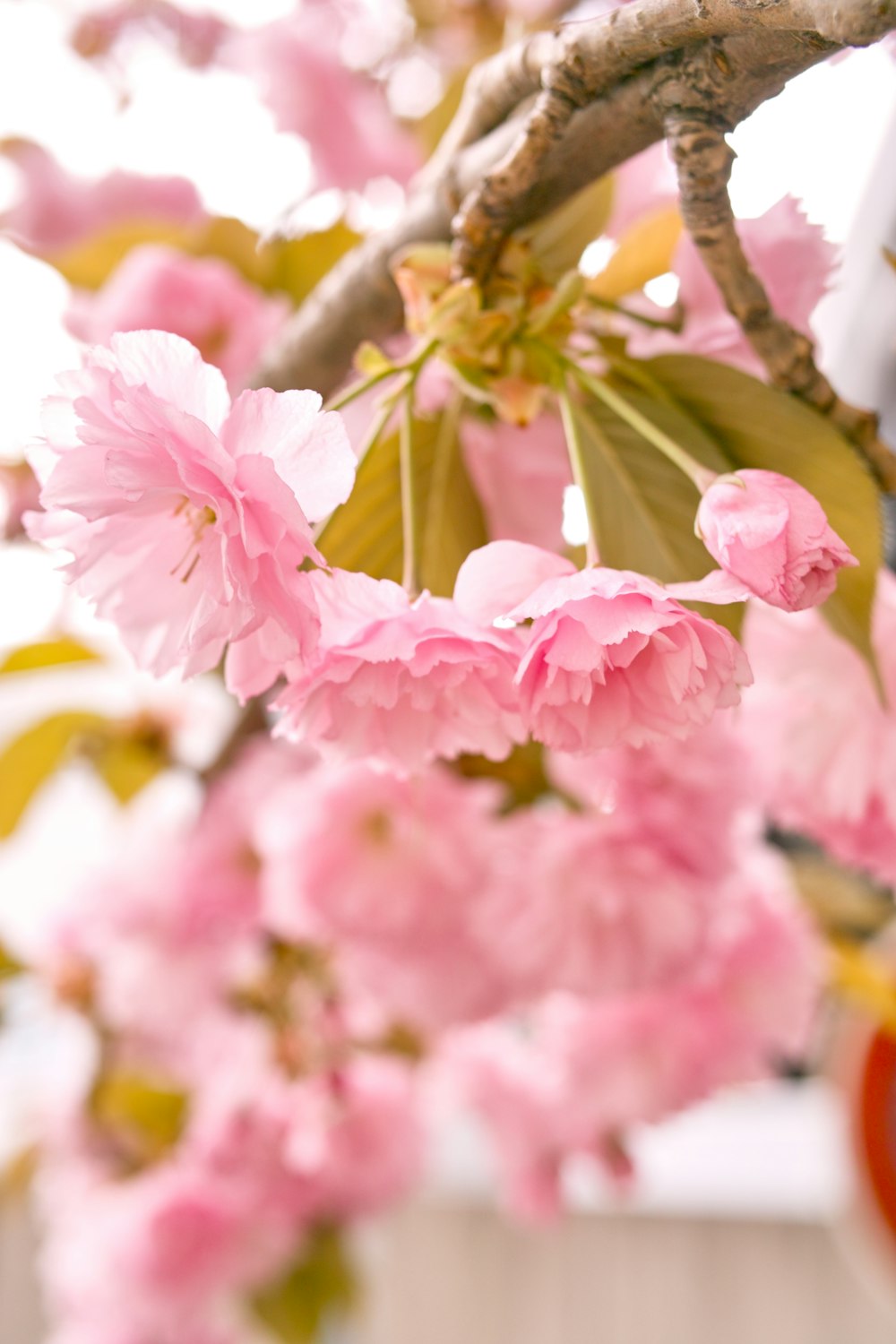 ピンクの花びらの花のクローズアップ写真