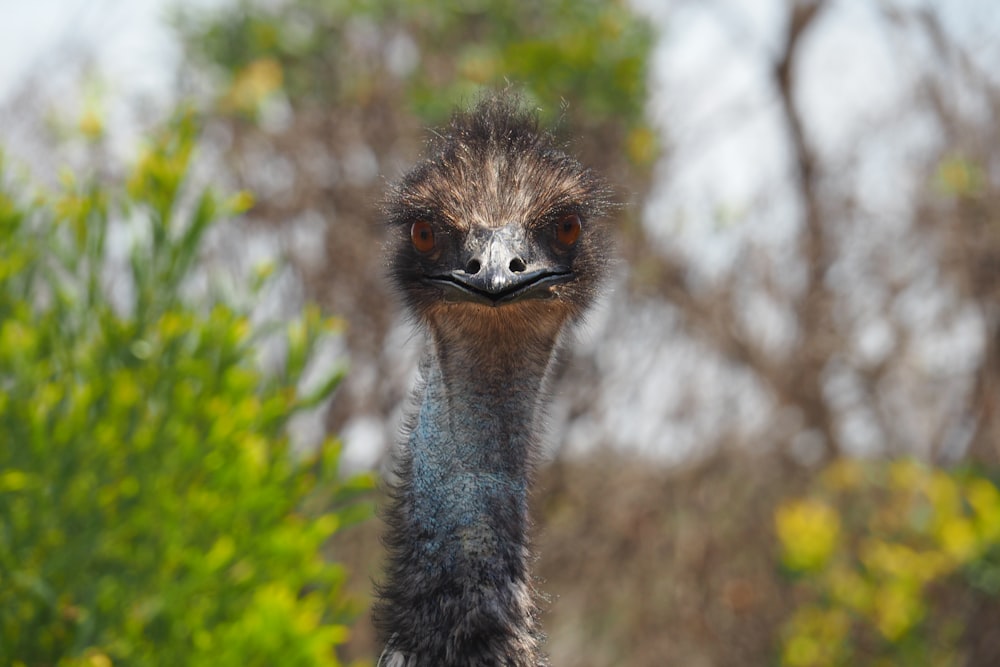 selective focus photography ostritch head