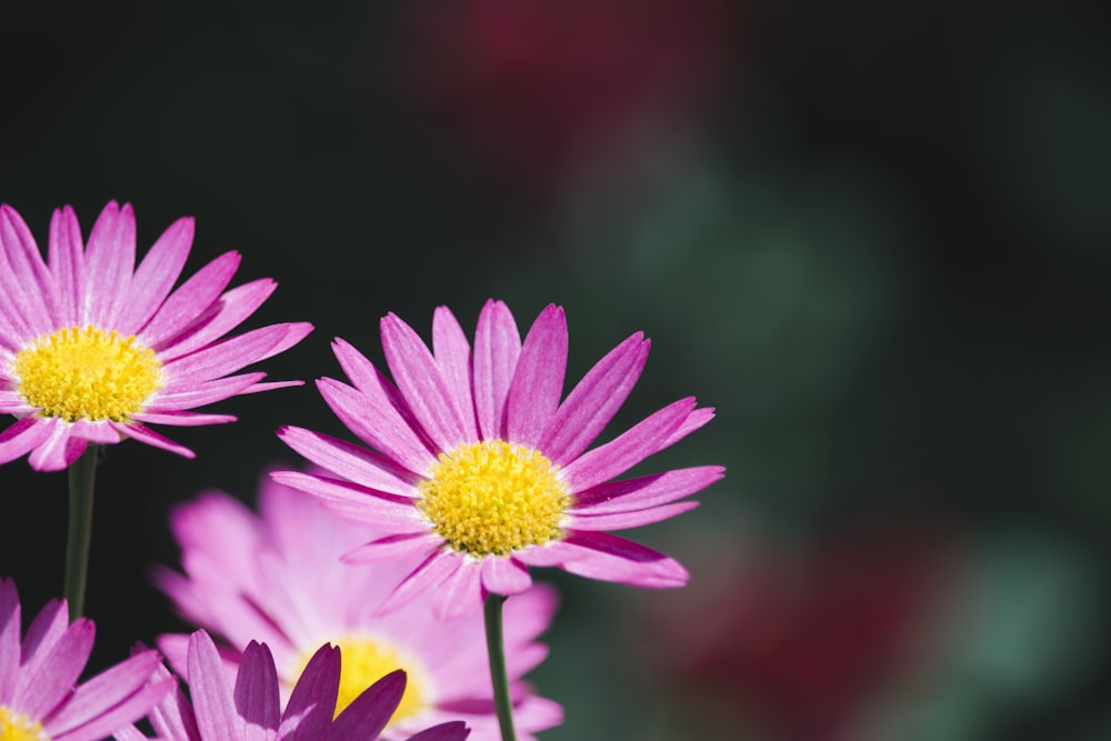 selective focus photography of pink aster flower