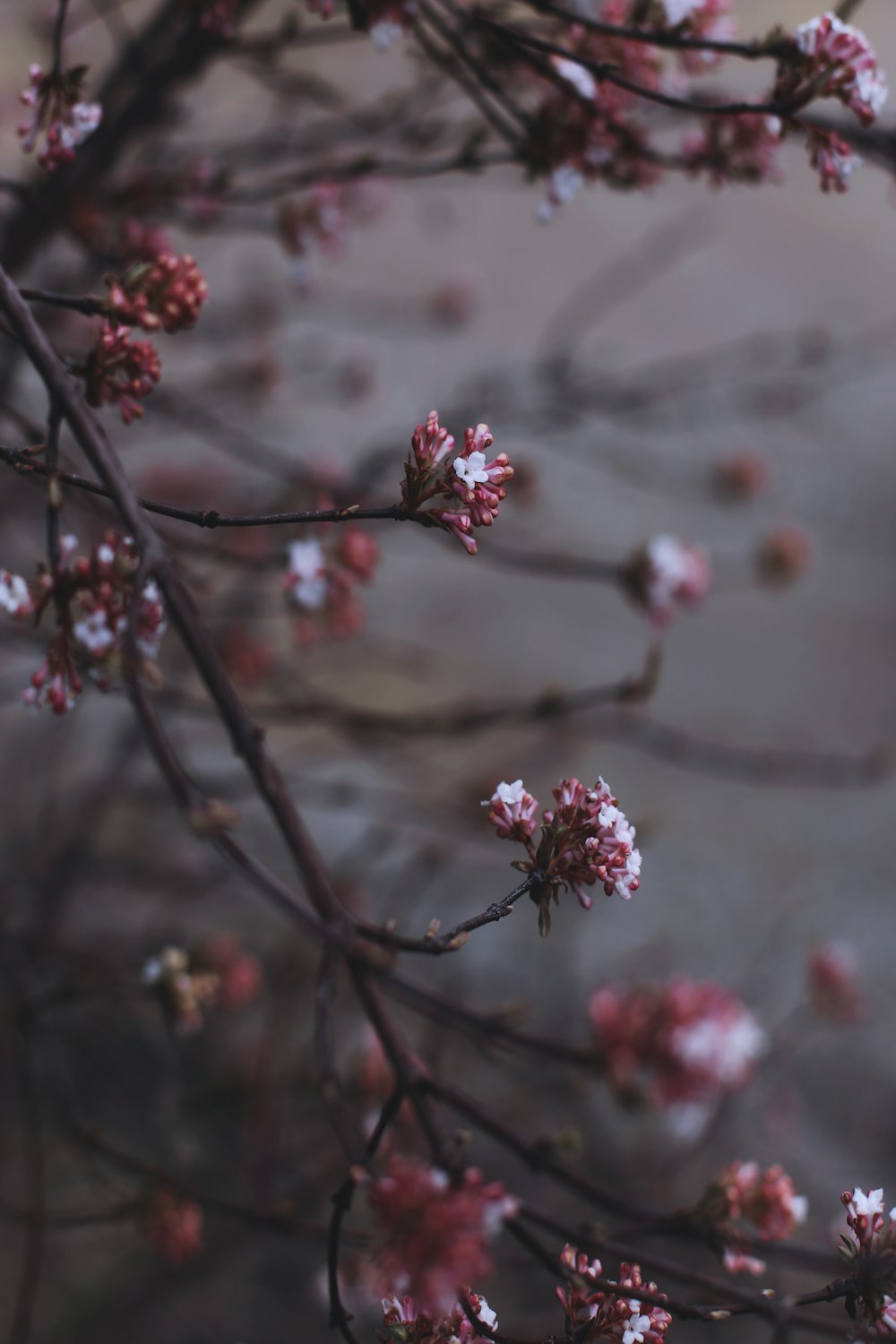 pink-and-white flowers