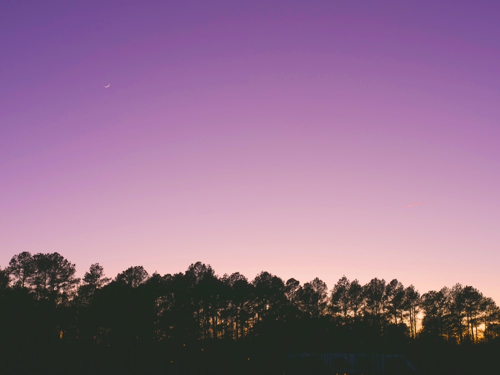 trees under purple sky