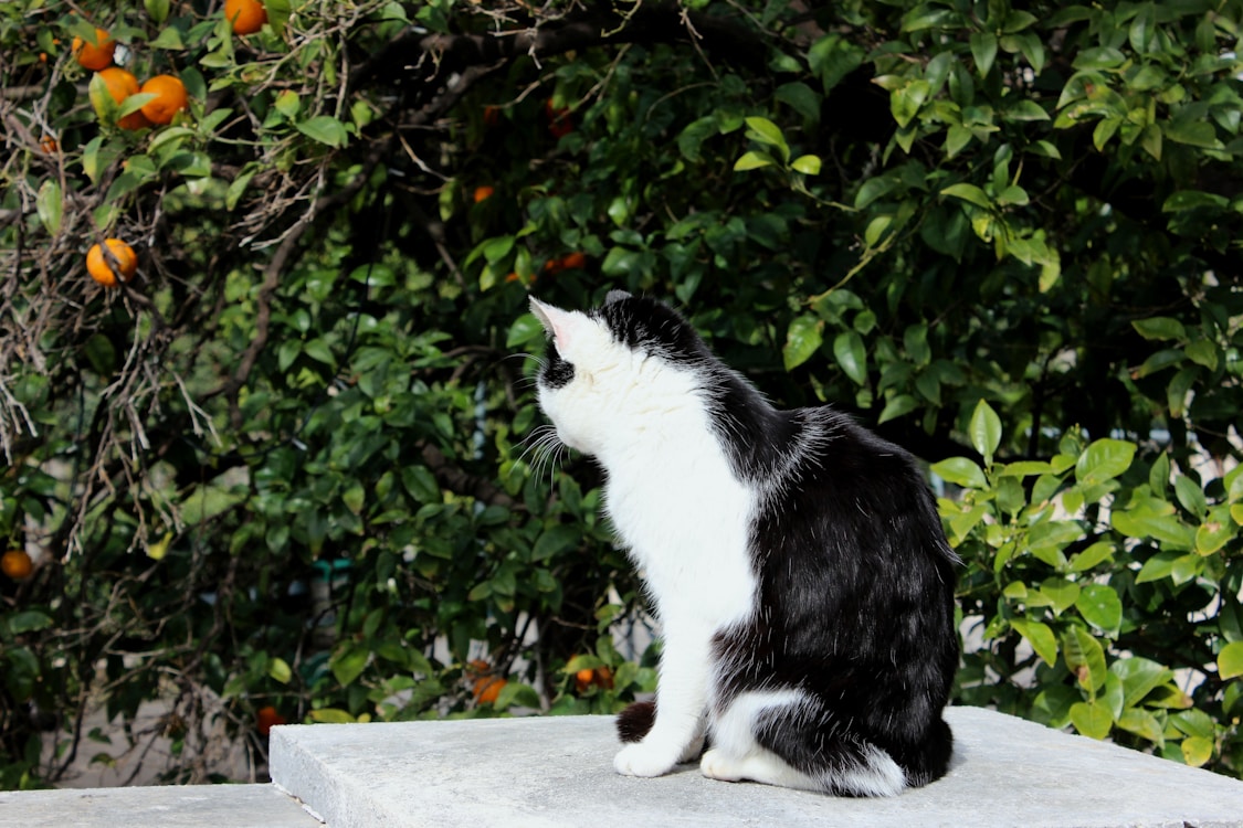 white and black cat near orange tree