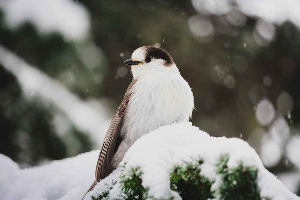 white and black bird on green plants with snow