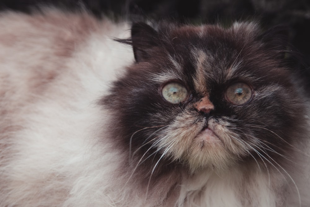 closeup photography white and black Persian cat