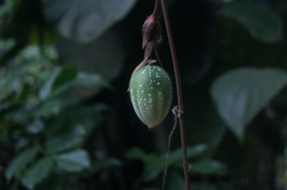 green fruit