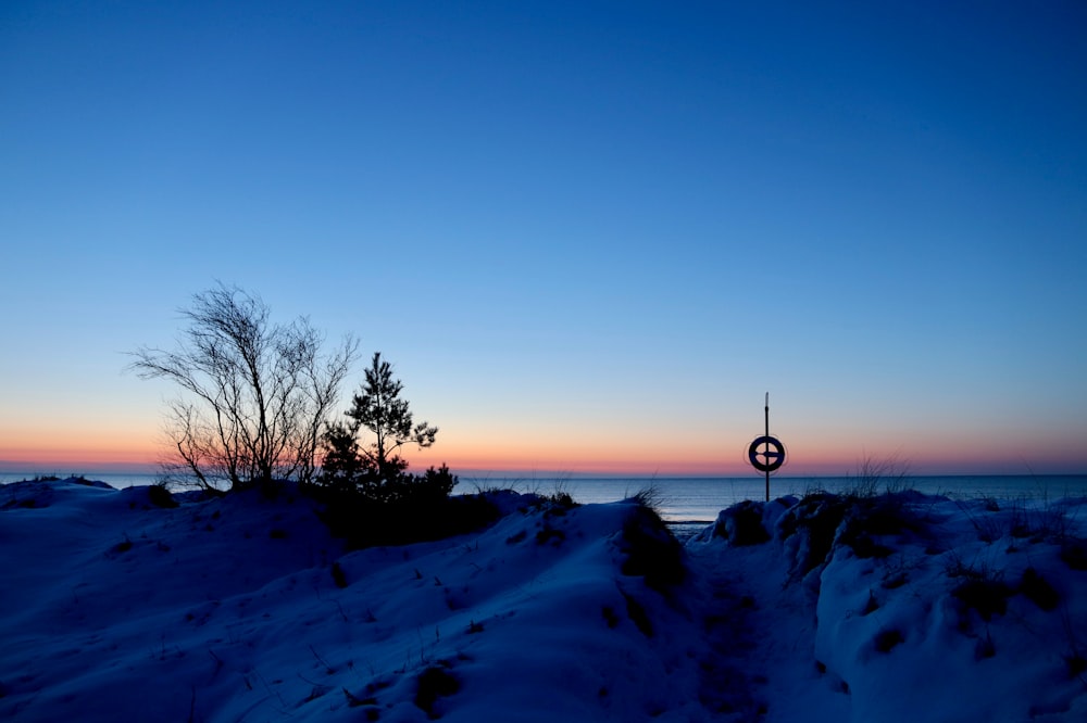 trees near sea during blue hour