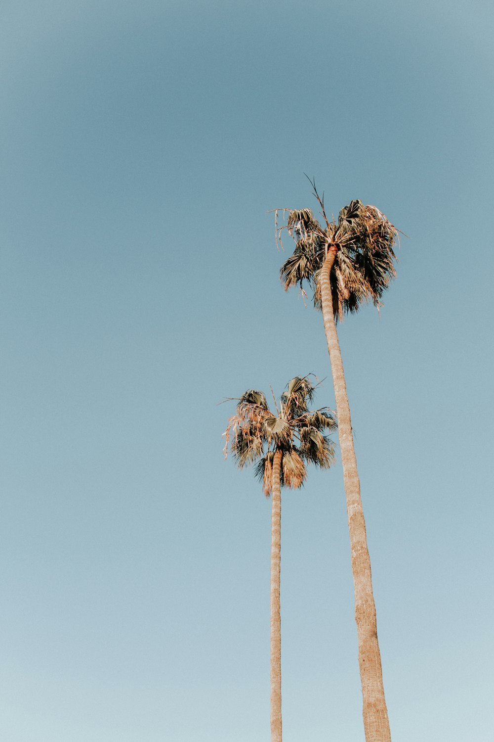 two palm trees