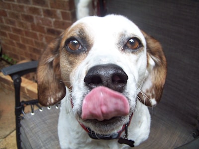 A close-up view of a dog with white and brown fur, prominently showing its nose and eyes. The dog has its tongue out, which is captured mid-lick, creating a humorous expression. The background consists of a brick wall and a chair, slightly out of focus.