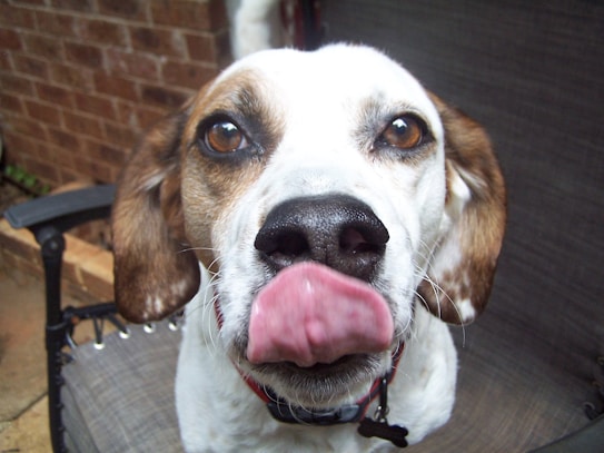 A close-up view of a dog with white and brown fur, prominently showing its nose and eyes. The dog has its tongue out, which is captured mid-lick, creating a humorous expression. The background consists of a brick wall and a chair, slightly out of focus.