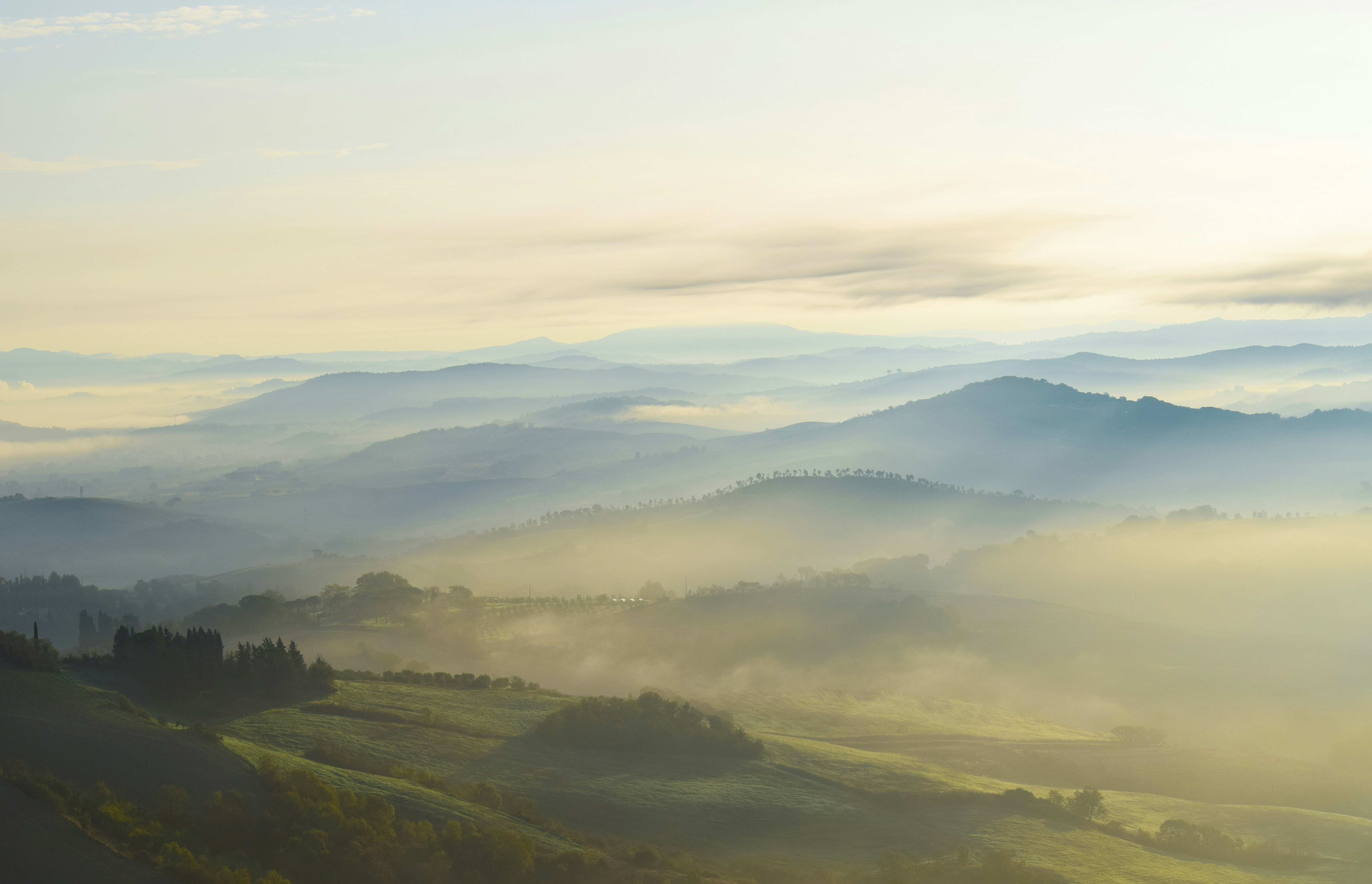 bosque cubierto de niebla durante el amanecer