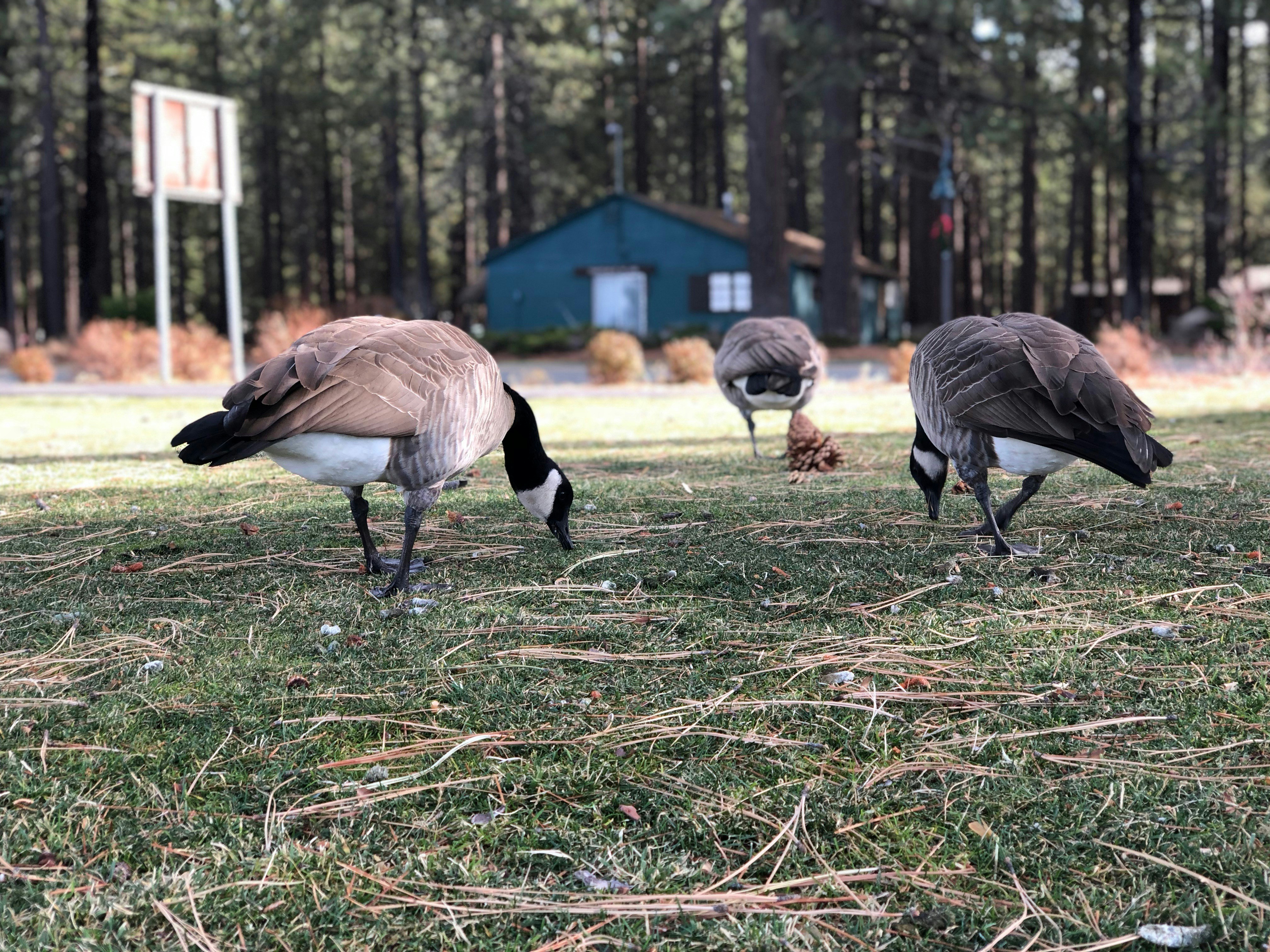 three brown-and-white ducks on green grass, 