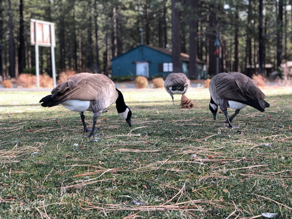 three brown-and-white ducks on green grass