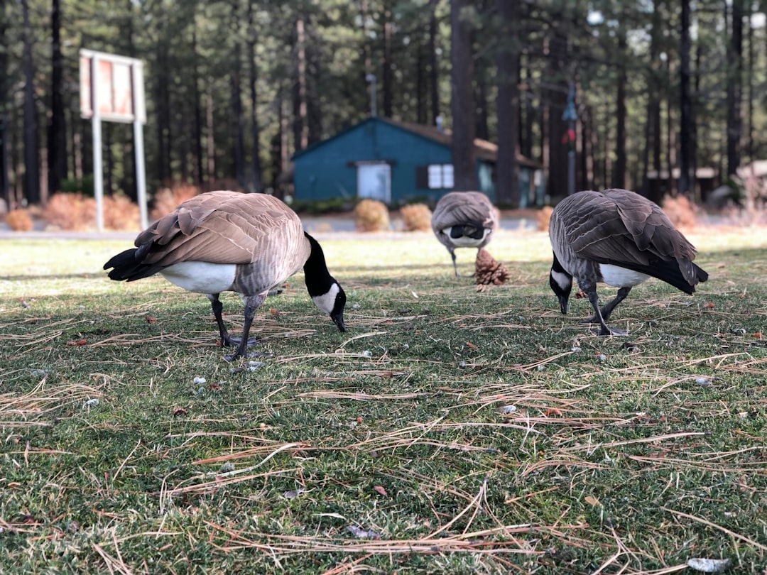 three brown-and-white ducks on green grass,