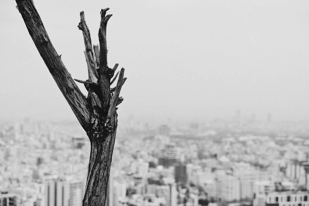 grayscale photo of tree branch