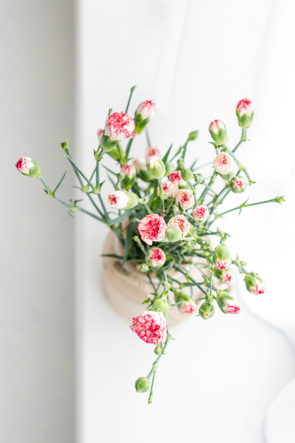 fleurs en pot à pétales roses et blancs