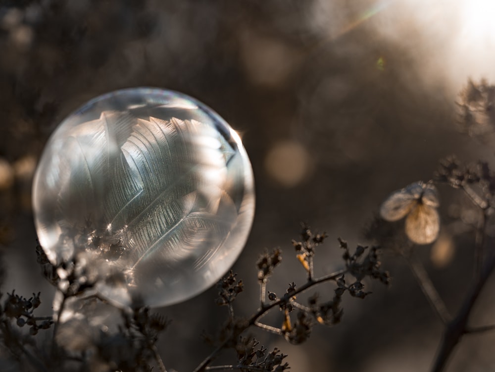 shallow focus photo of bubbles