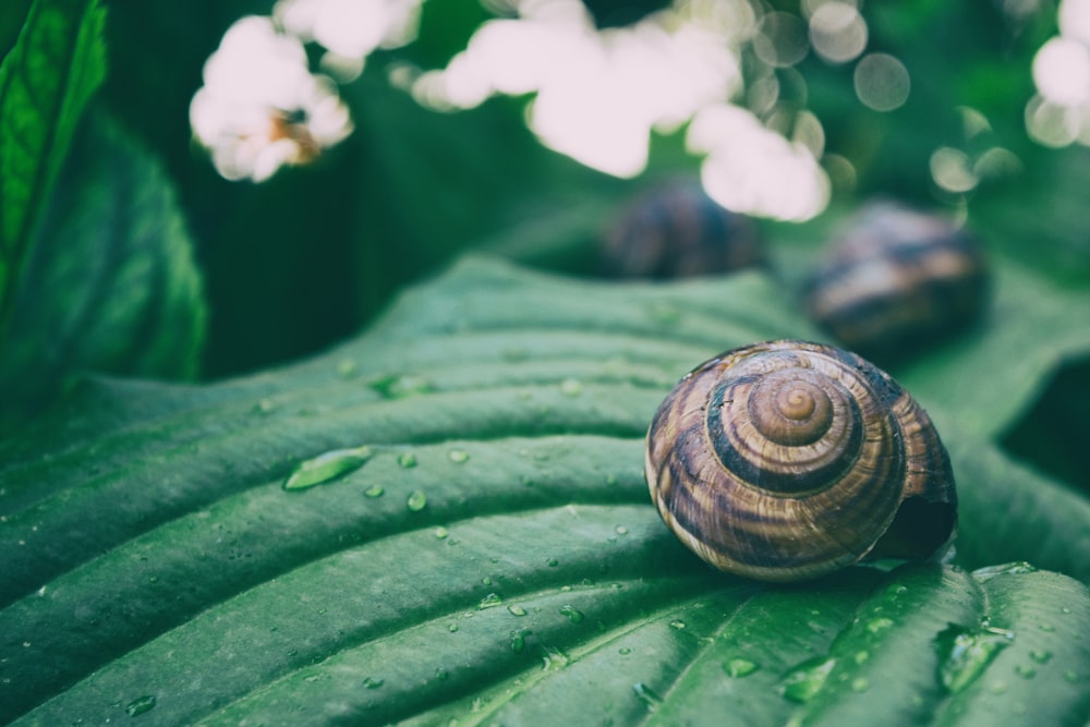 macro shot of snail