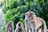 selective focus photo of gray monkey
