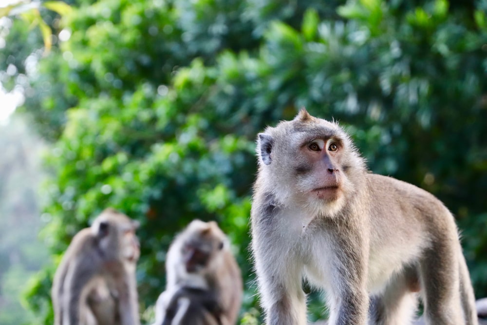 Photo de mise au point sélective de singe gris