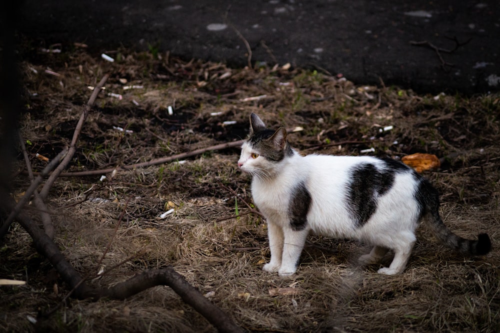 cat standing near tree