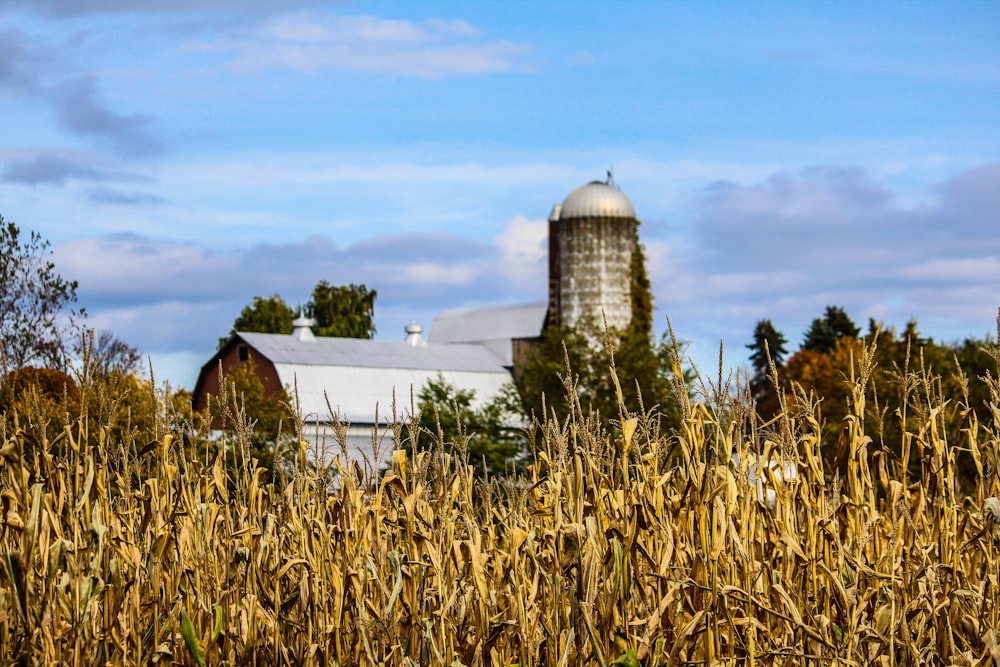 landscape photo of house surrounded by corn field