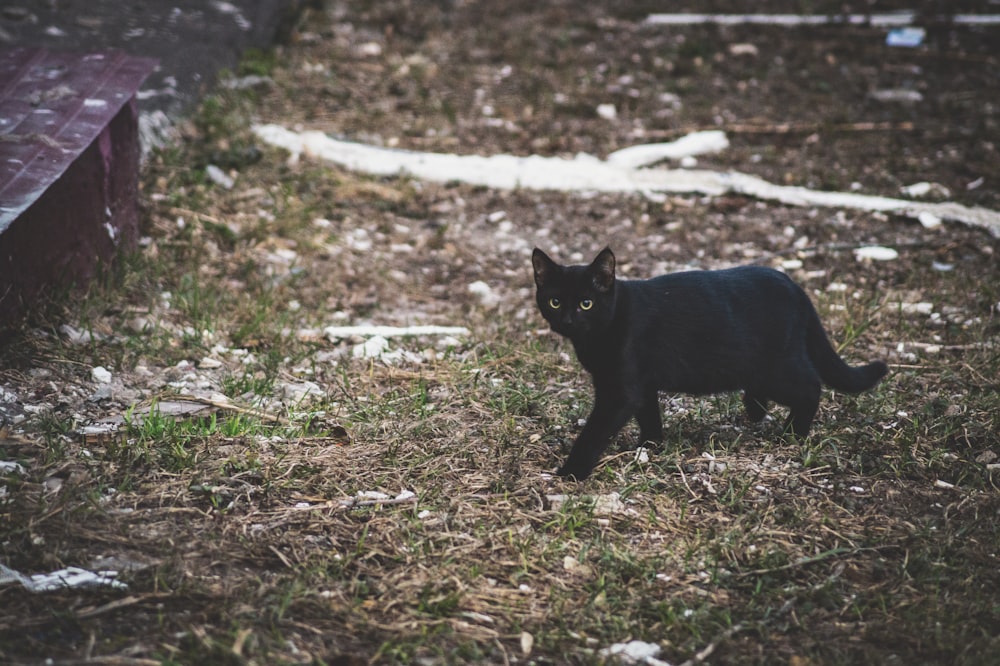 black cat walking on grass near wooden board