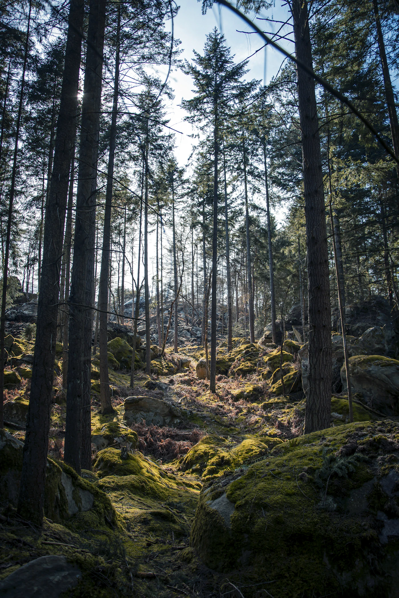 Rochers et arbres de la forêt de Fontainebleau sous un ciel bleu
