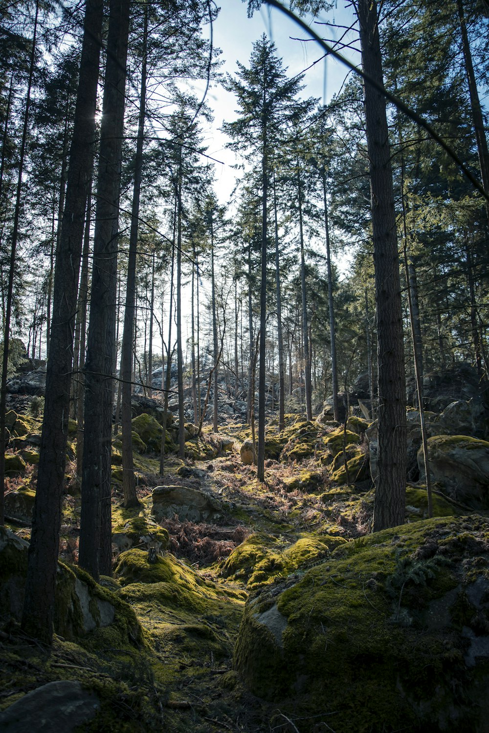 rocks surrounded by trees under clear blue sky