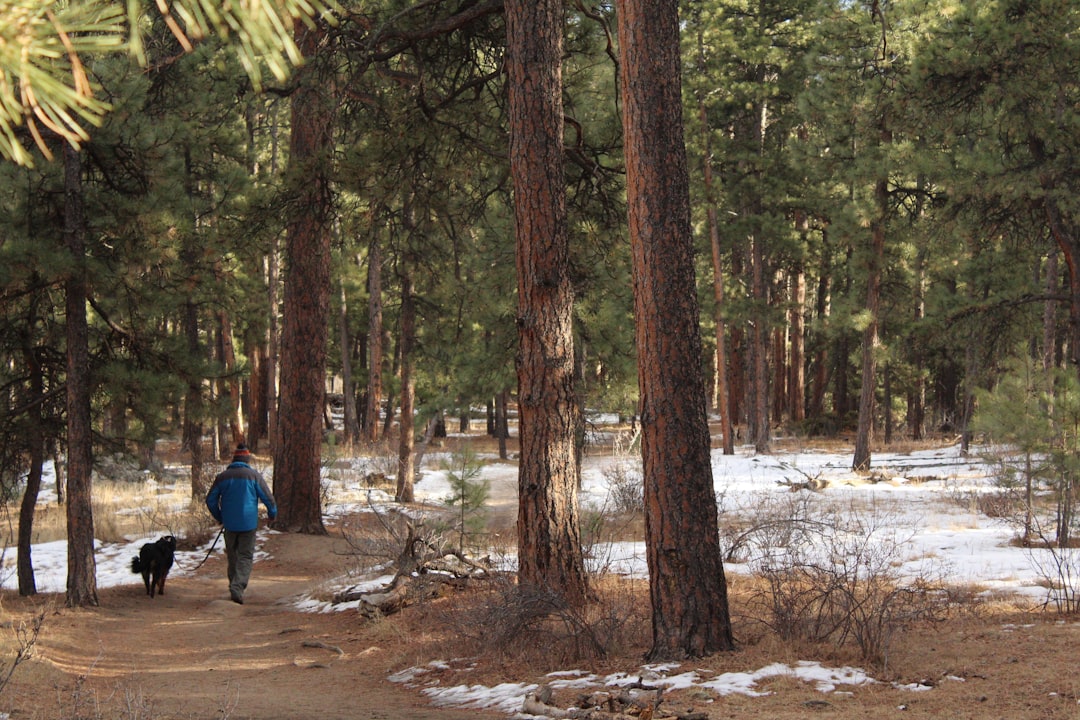 man walking beside dog on pathway surrounded with trees, man walking with dog in wooded area during day-time and winter