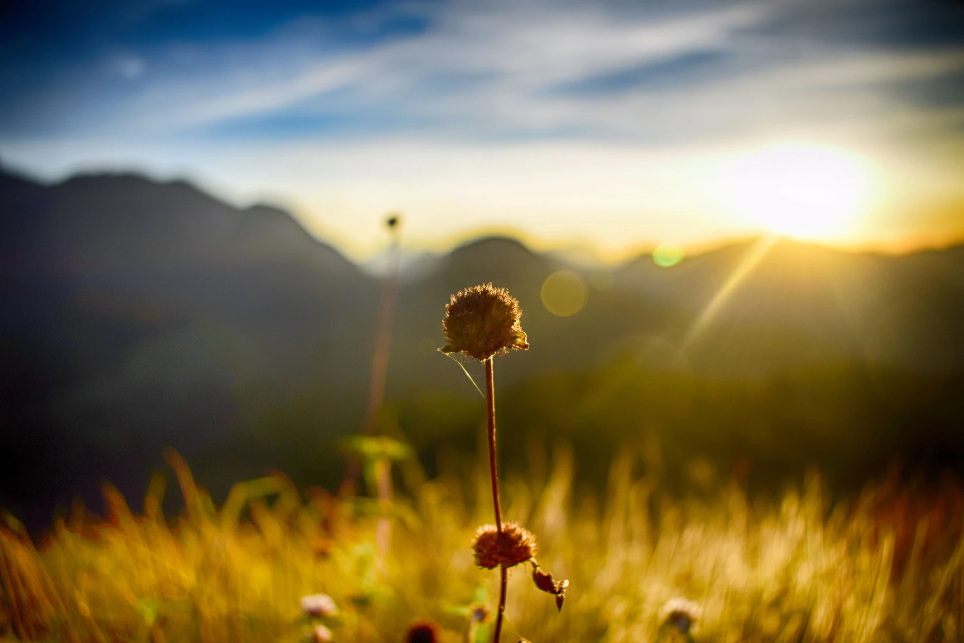 woman wearing yellow long-sleeved dress under white clouds and blue sky during daytime
