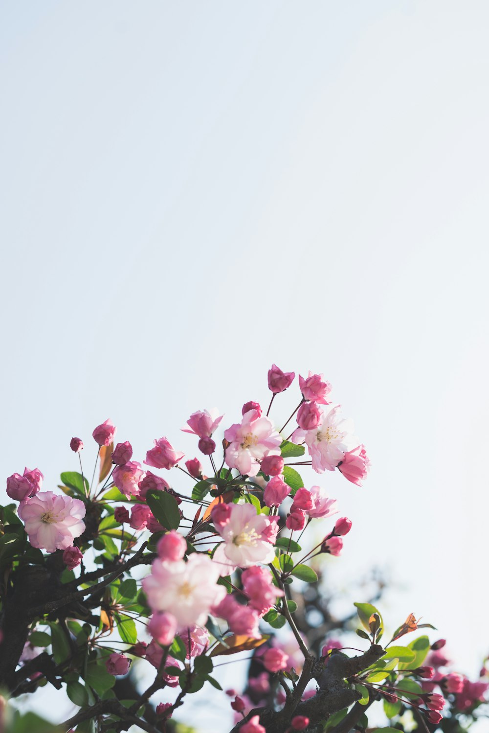 flores brancas e cor-de-rosa