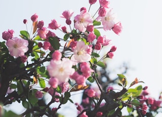 white-and-pink flowers