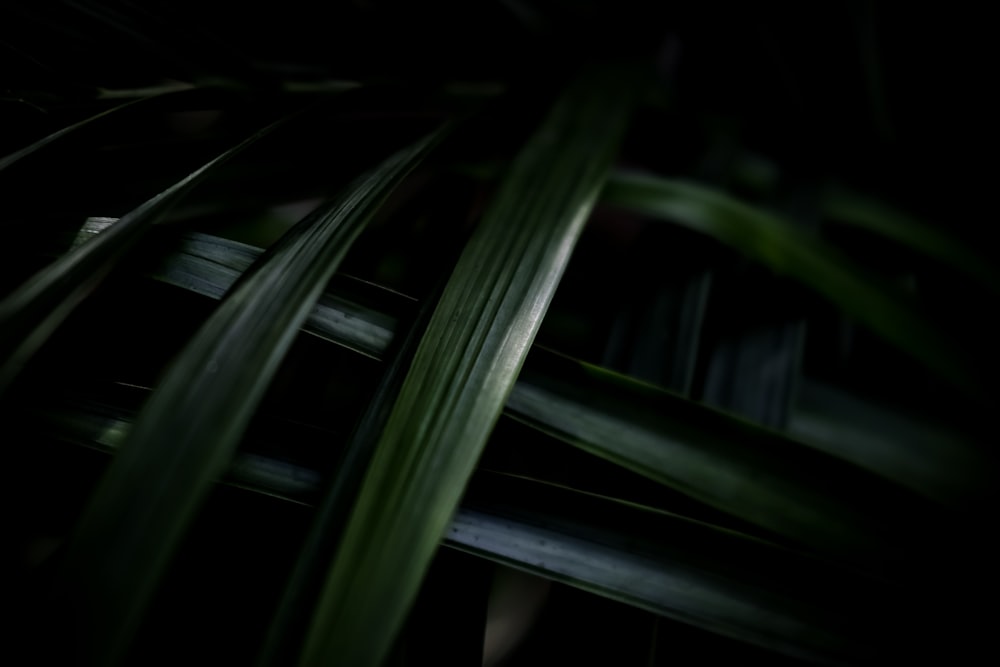 Eine Nahaufnahme einer Pflanze mit dunklem Hintergrund