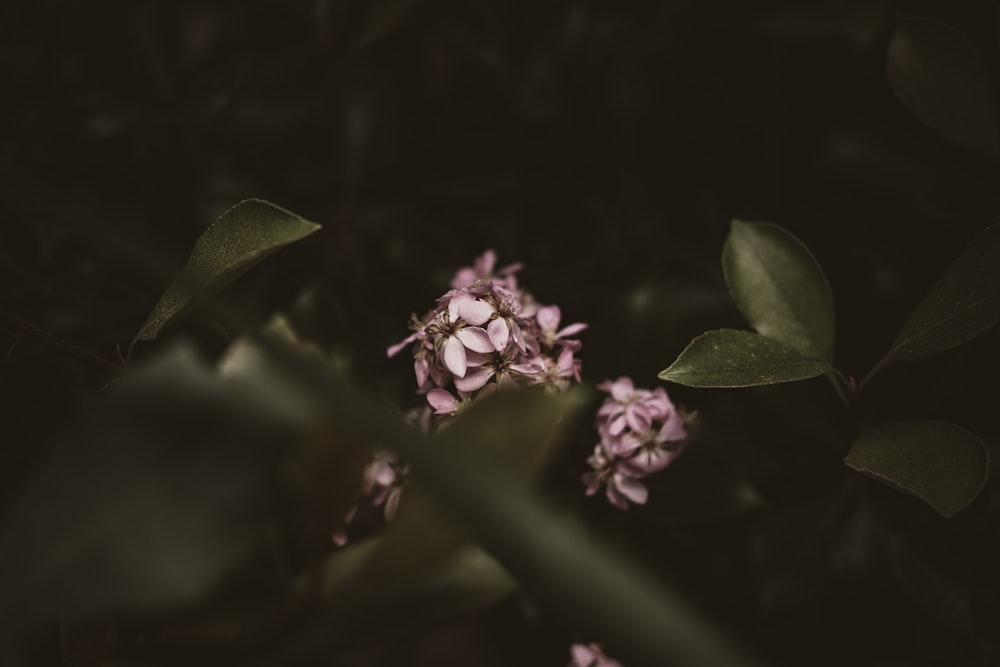 ピンクの花のチルトシフトレンズ撮影