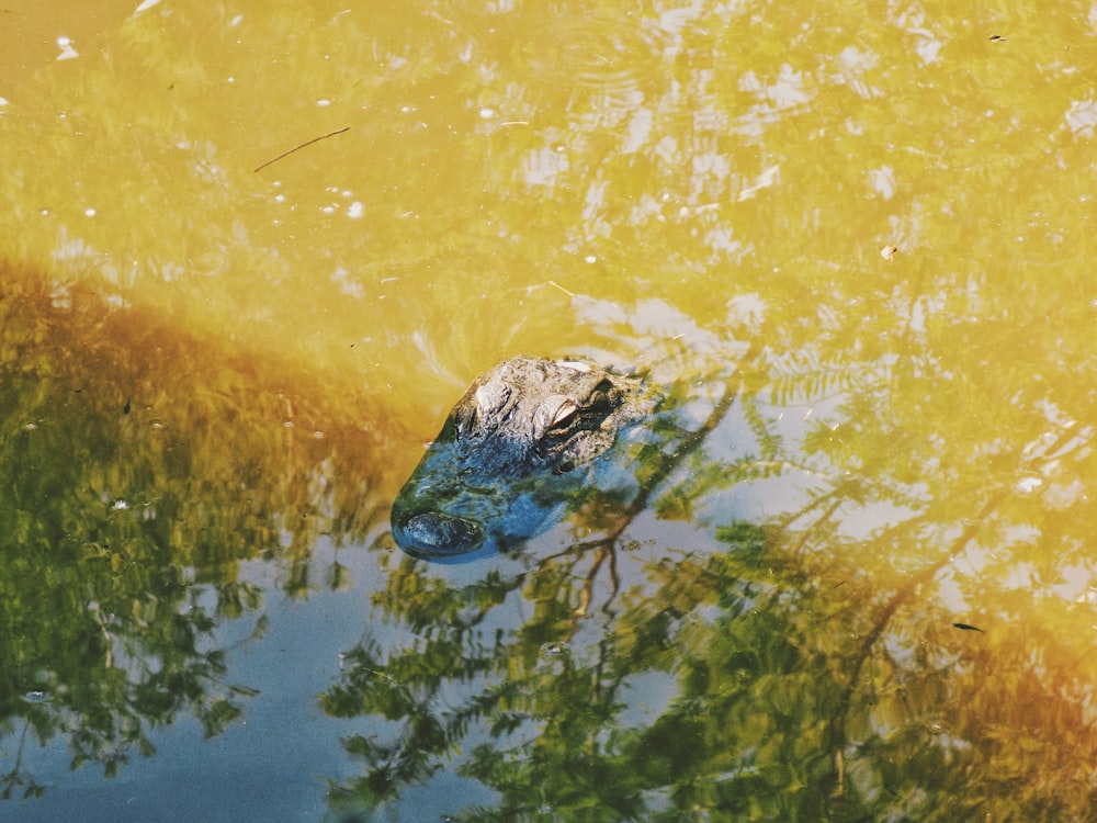crocodile in brown water