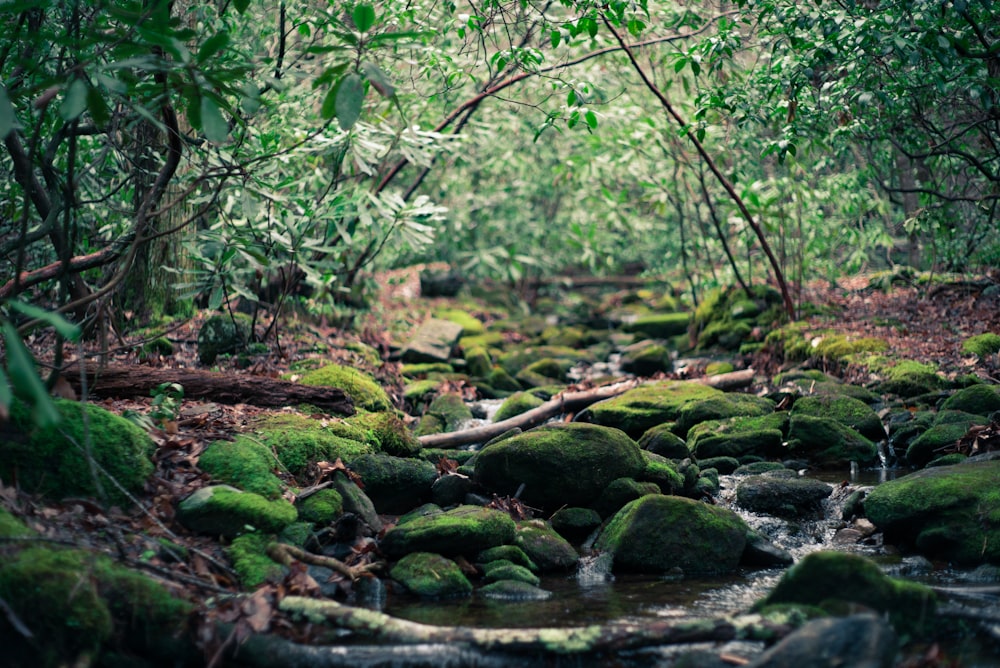 spring water between green trees