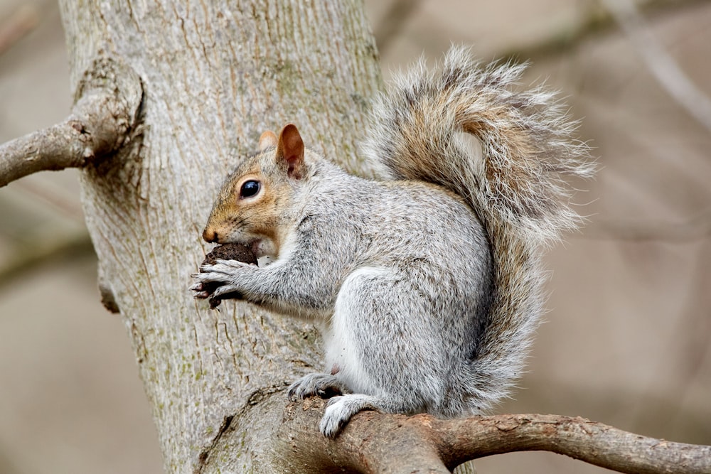 Selektive Fokusfotografie von Eichhörnchen, das Walnuss am Baumbrunbch isst