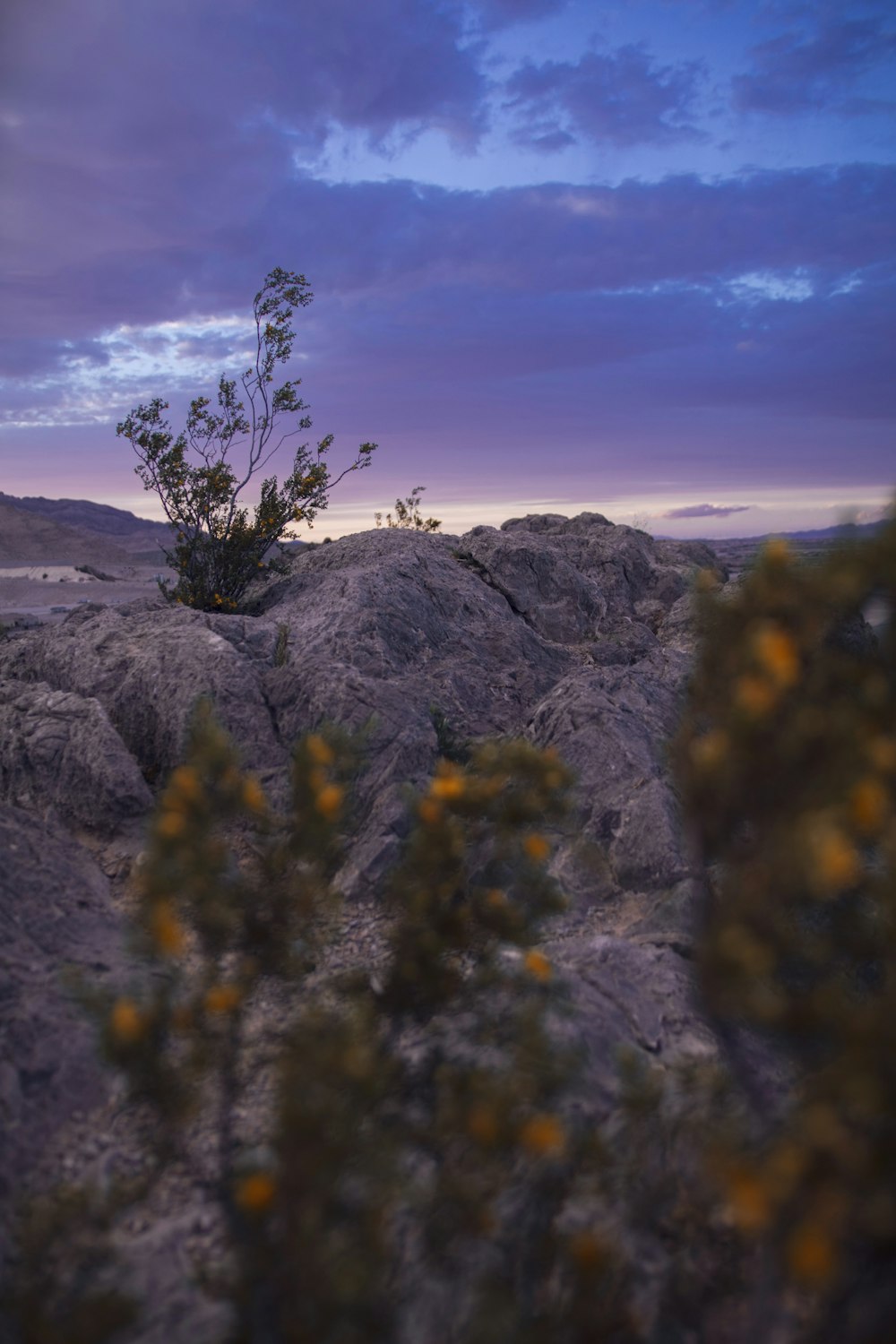 selective focus photography of trees on mountain