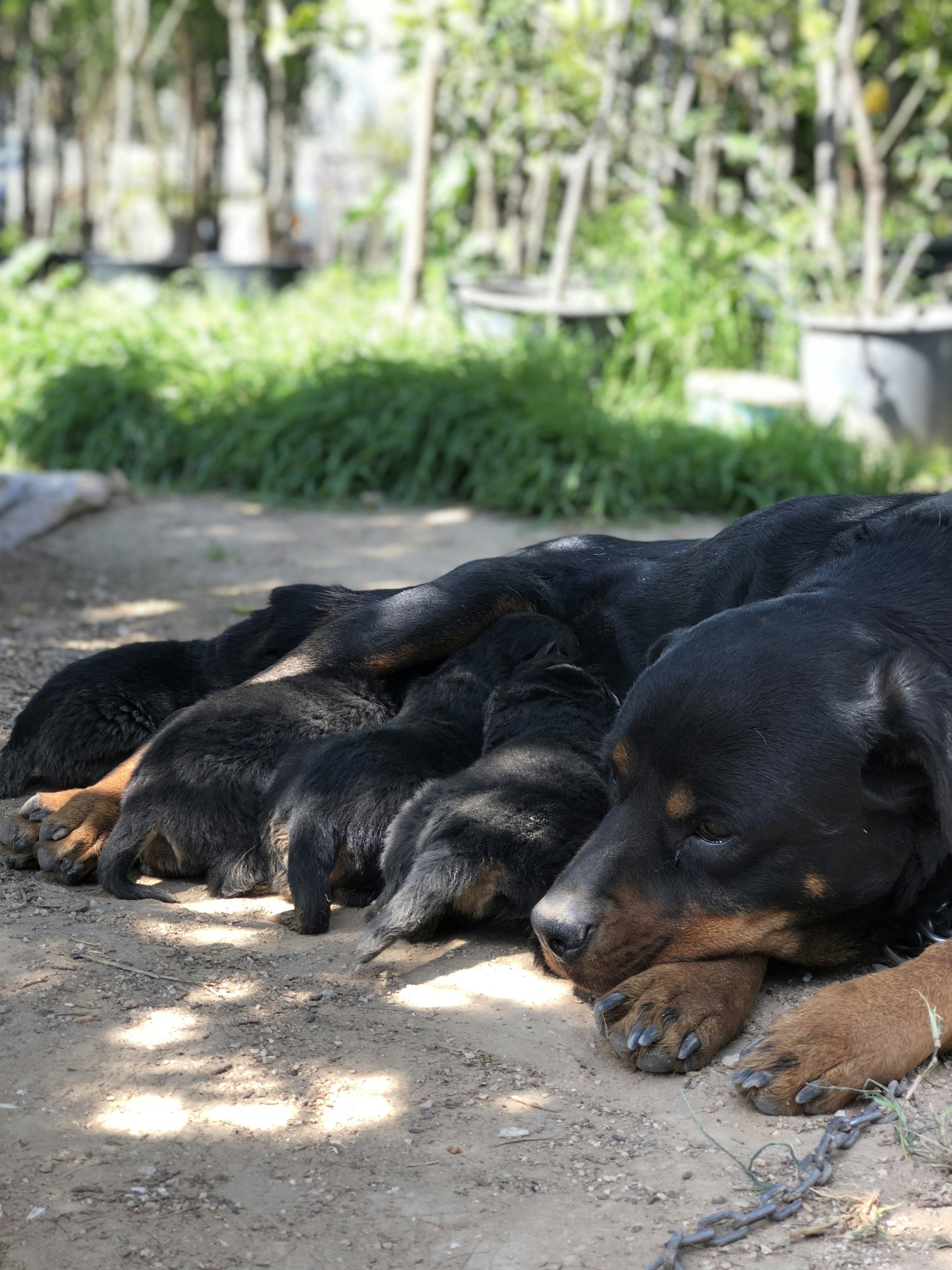 New Rottweiler puppy sleeping peacefully in owner's home, first week at home with puppy