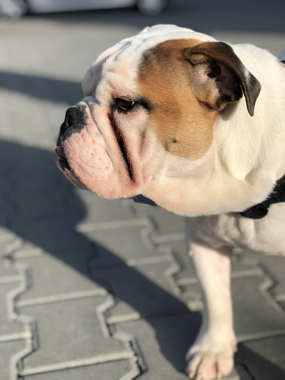 white and brown bulldog