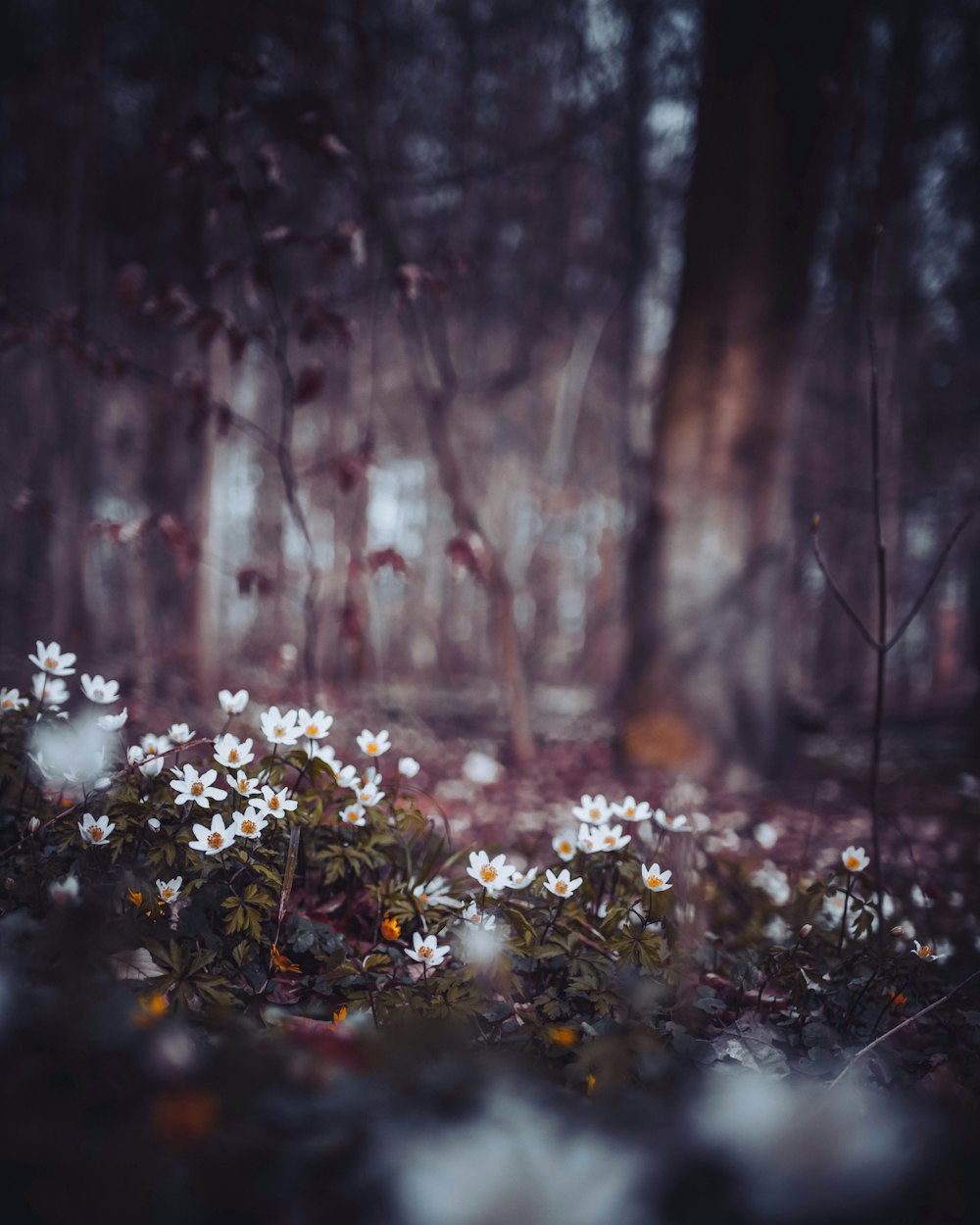 white flower field on macro shot