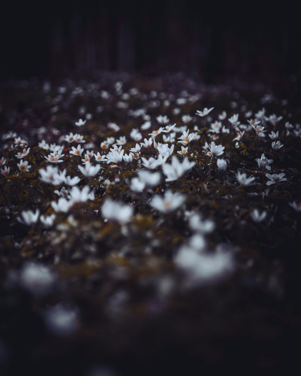 Foto de primer plano de flores blancas