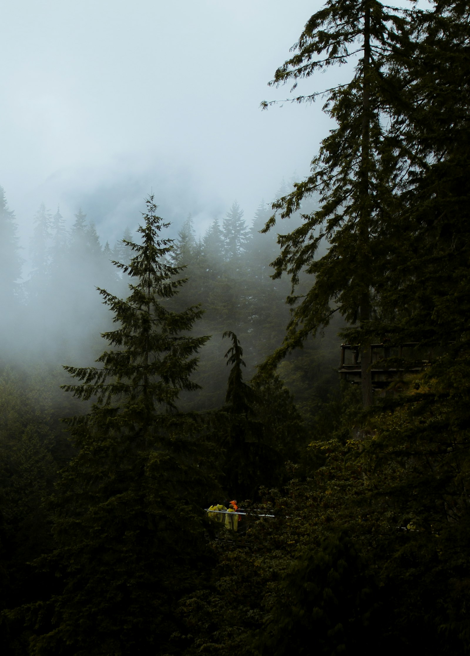 Canon EOS 70D + Sigma 35mm F1.4 DG HSM Art sample photo. Pine trees surrounded with photography