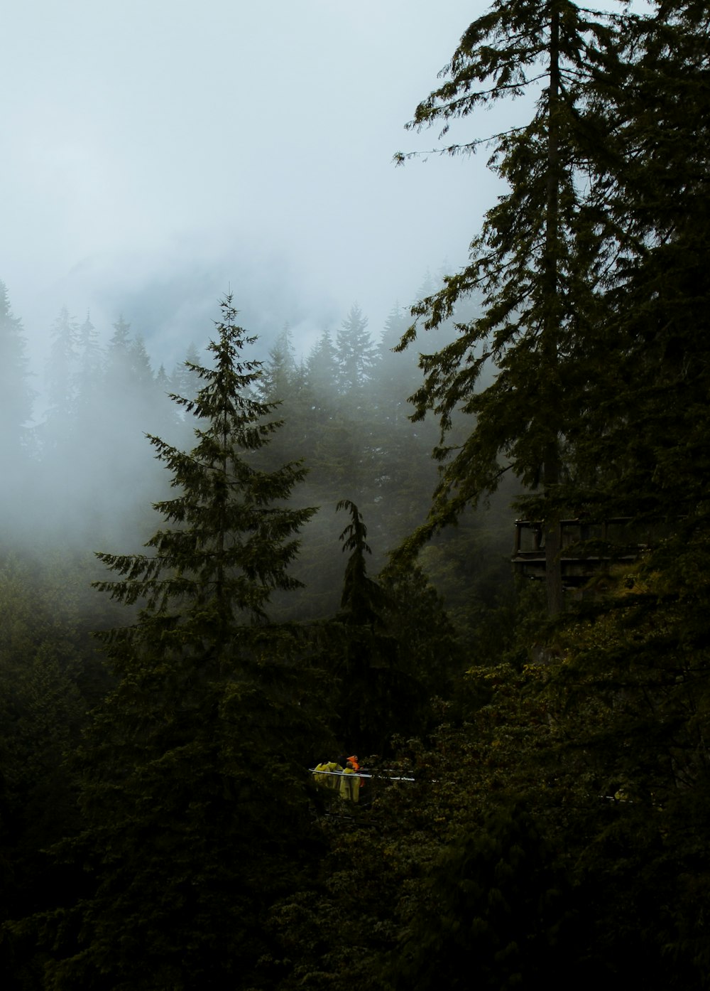 pine trees surrounded with fogs