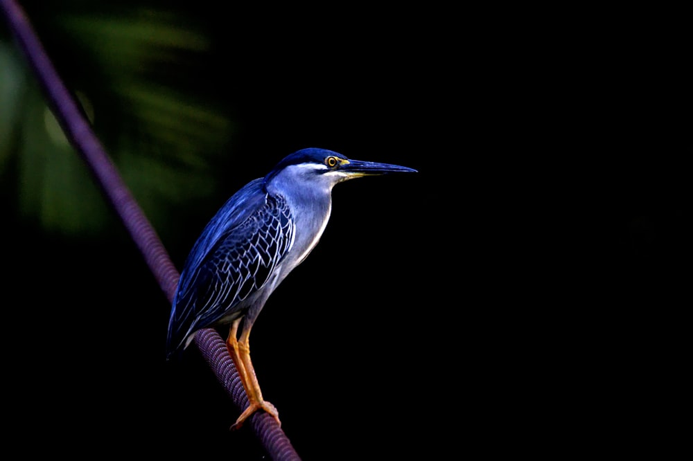 blue kingfisher on brown branch